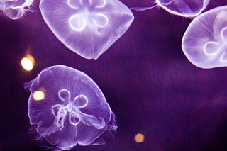 MoonJellies1 (1 of 1)