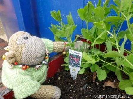 [planting-sweet-peas10.jpg]
