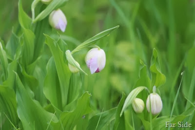 Buds of Lady Slippers