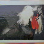 Digital StillCamera Digital StillCamera