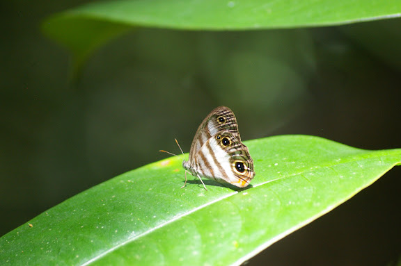 Satyrinae : Pareuptychia lydia CRAMER, 1777. Auberge des Orpailleurs (Guyane). 25 novembre 2011. Photo : J.-M. Gayman