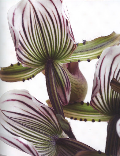 The photography is simply fantastic, especially a close up of a Lady Slipper.