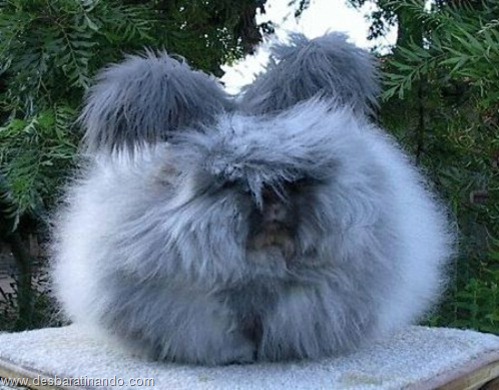 coelho angora peludo desbaratinando (14) coelho angora peludo desbaratinando (14)