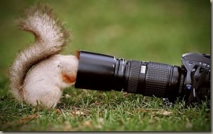 animals-grass-squirrels-photo-camera-300x187 animals-grass-squirrels-photo-camera-300x187