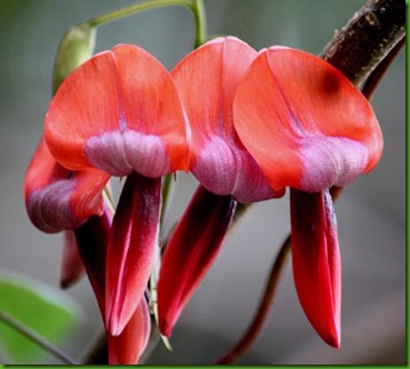 Kennedia rubicunda