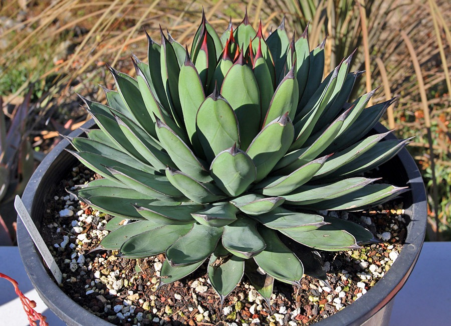 [120414_RBG_Agave-Royal-Spine_017.jpg]