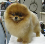 Pomeranian