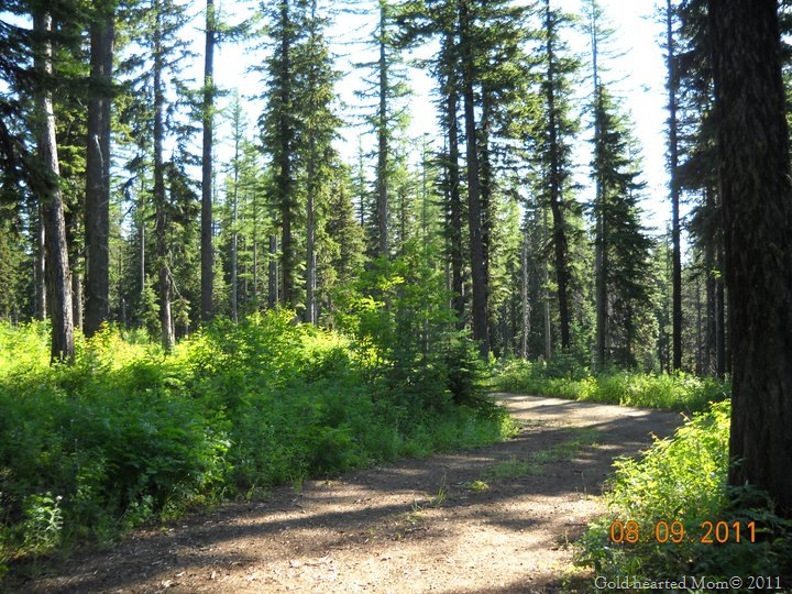 [forest7.jpg]