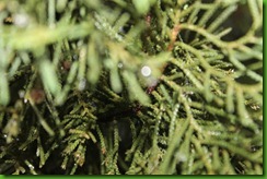 IMG_9006 IMG_9006
