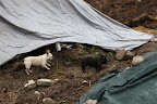 This gray Toptex cover helps to cook the compost.  It also allows the compost to respirate - no water can get in, but it does allow moisture out.