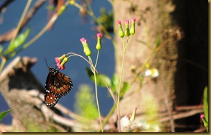 A Monarch butterfly near the beach parking lot