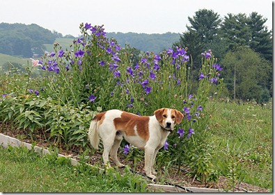 dog on mennonite farm