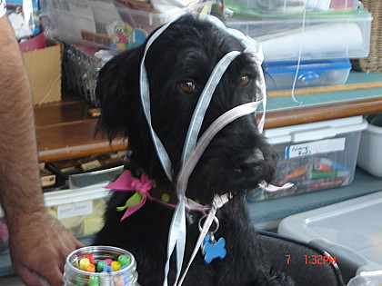 Meet Martha Stewart! Sure, she doesn't look much like our Martha, nor, apparently, does she share her namesake's crafting ability. But it's the thought that counts... Meet Martha Stewart! Sure, she doesn't look much like our Martha, nor, apparently, does she share her namesake's crafting ability. But it's the thought that counts...