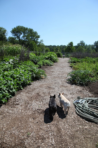 Franny, Martha wants us to pick vegetables to take to East Hampton for the weekend.  Let's pick a variety of things.