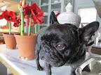 Why Sharkey!  These are beautiful amaryllis flowers, whose magnificent blooms really help to brighten up the long, dreary days of winter!