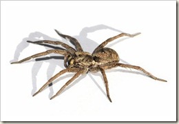 800px-Wolf_spider_white_bg