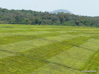 Teeplantage bei Fort Portal