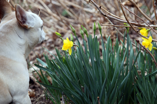 That's right, Franny.  Did you also know that the bulb is toxic?  It looks very similar to an onion and can often be confused in the wild.  But, don't eat it!