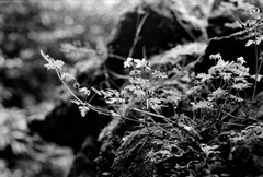 Young-Ferns---Film