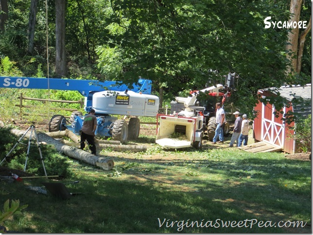 Tree Removal2 Tree Removal2