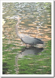 Florida vacation 3.12 Great blue heron2