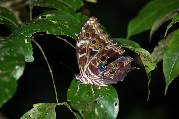 Morpho deidamia deidamia HÜBNER, 1816. À l'ouest de Popote. Saül (Guyane), 1er décembre 2011. Photo : J.-M. Gayman