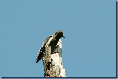 2227 Manitoba Lake Audy Rd West Riding Mountain National Park - Lake Audy Bison Range - Immature Yellow-bellied Sapsucker