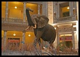 Natural History Natural History
