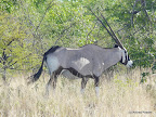 Etosha Nationalpark