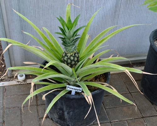 [pineapple%2520plant%255B3%255D.jpg]