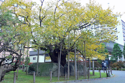 未来へのキオク - 岩手県_盛岡地裁_石割さくら