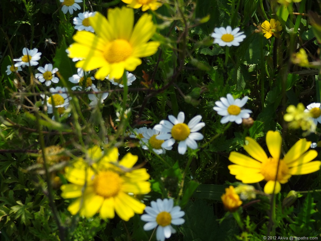 [2012-03-23%2520Socho%2520Flowers%2520002%255B11%255D.jpg]