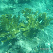  Snorkel Buck Island Reef 