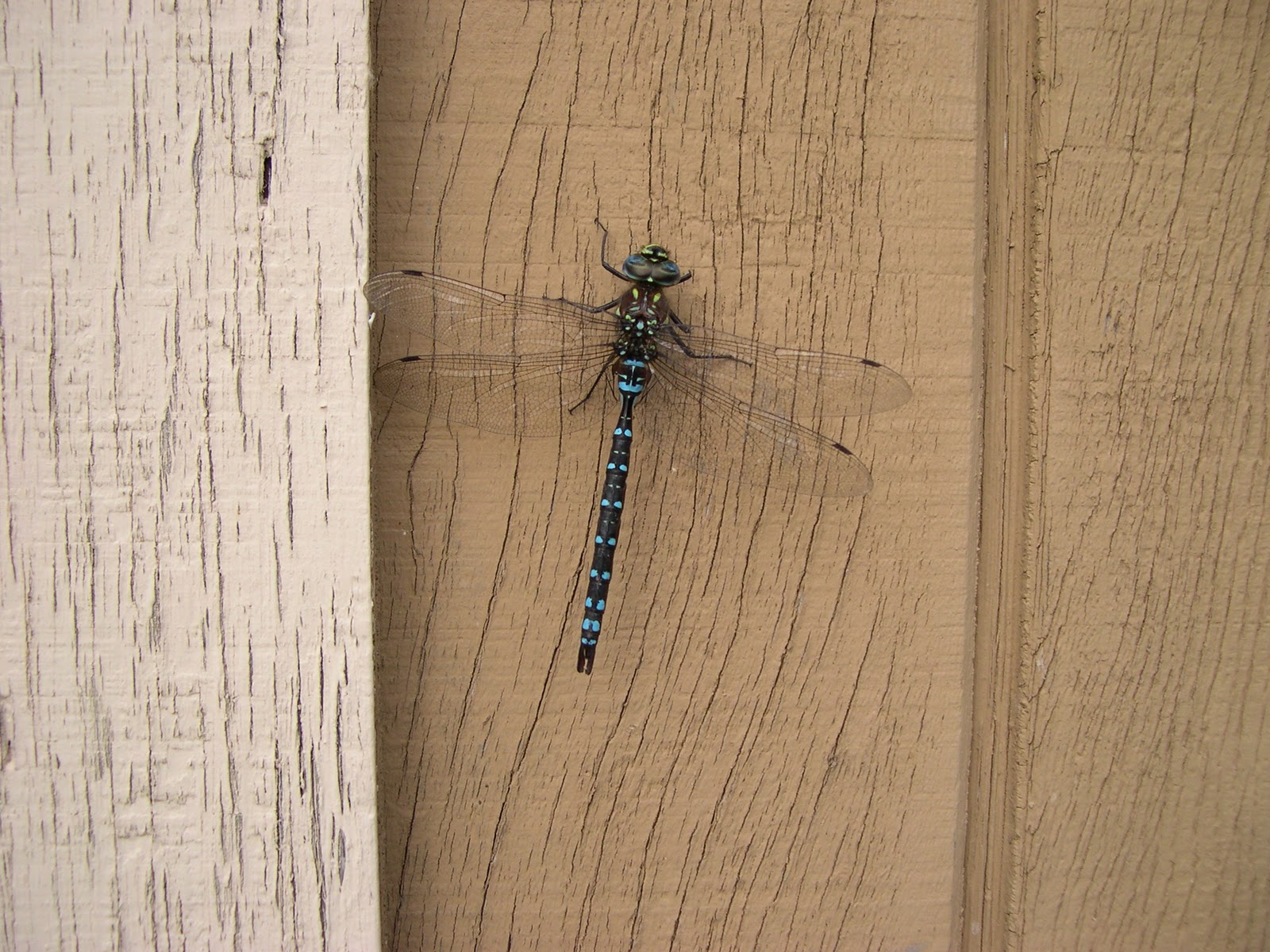 [dragonfly3.jpg]