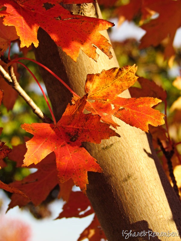 2leaves