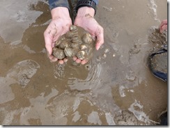 Morecambe Bay Walk (36)