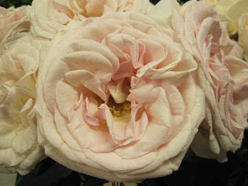 A close-up of 