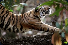 tiger-stretch-india_22673_600x450 tiger-stretch-india_22673_600x450