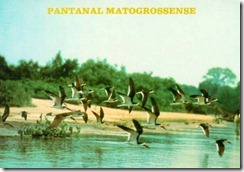 pantanal[2]
