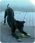 Juno
Salt Lake City, Utah.
See link to info. re: this pooch at end of post Juno
Salt Lake City, Utah.
See link to info. re: this pooch at end of post