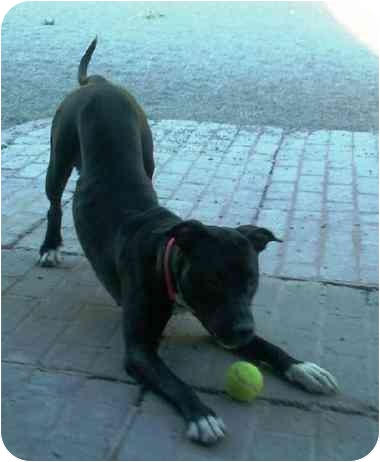Juno
Salt Lake City, Utah.
See link to info. re: this pooch at end of post Juno
Salt Lake City, Utah.
See link to info. re: this pooch at end of post