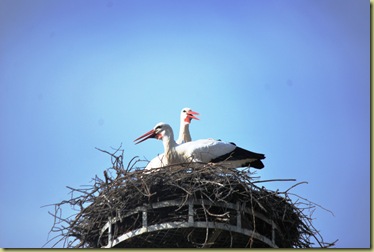 S DSC_0172 Cigogne