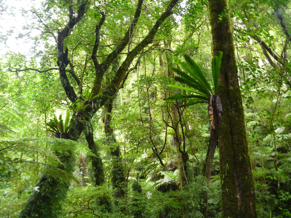 Toolona Creek and Mount Wanungra, O’Reilly’s