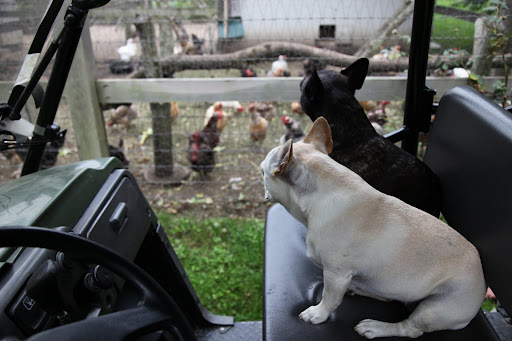 Chickens and roosters!  A hurricane is on the way so make sure you take cover in the coops.  We don't want any feathers flying!
