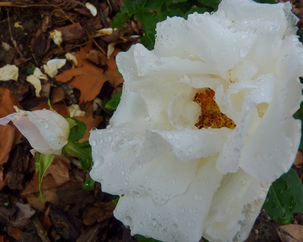 [P11106233.jpg]