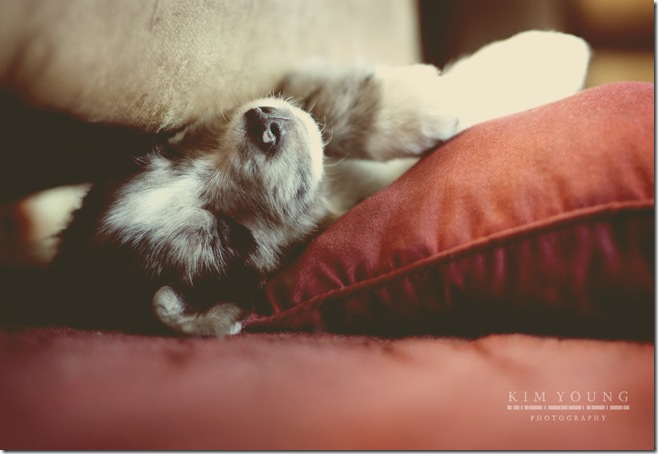 sleeping dog