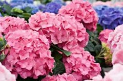 Hydrangeas3