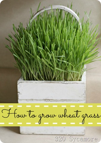 wheat grass 320 Sycamore