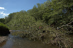 Tree blocking the river