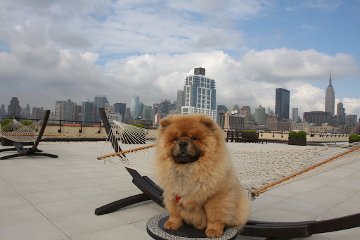 This looks like a Hollywood backdrop, but that's really the New York City skyline!